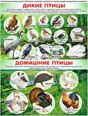 Плакат Дикие и домашние птицы (P2-187)