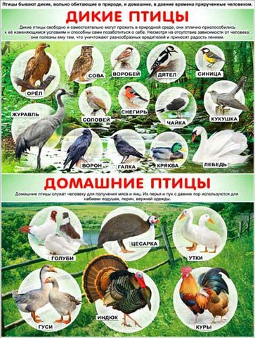 Плакат Дикие и домашние птицы (P2-187)