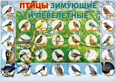 Плакат Птицы зимующие и перелетные (32722)