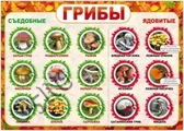 Плакат Грибы (32723)