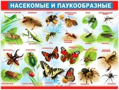 Плакат Насекомые и паукообразные (P2-197)
