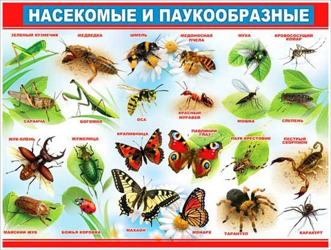 Плакат Насекомые и паукообразные (P2-197)