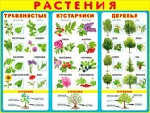 Плакат Растения (P2-193)