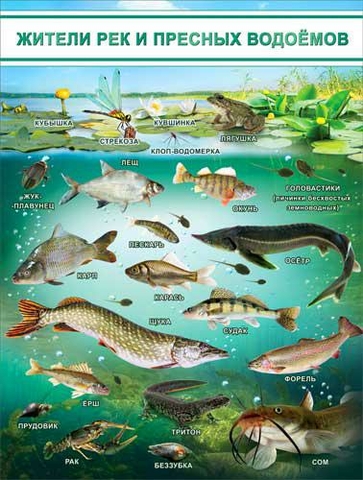 Плакат Жители рек и пресных водоемов (P2-199)