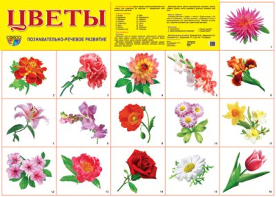 Плакат демонстрационный Цветы