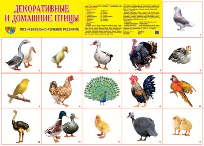 Плакат демонстрационный Декоративные и домашние птицы