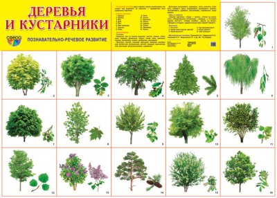 Плакат демонстрационный Деревья и кустарники