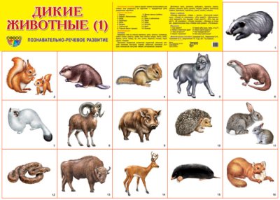 Плакат демонстрационный Дикие животные - 1