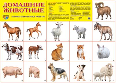 Плакат демонстрационный Домашние животные