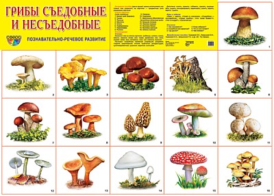 Плакат демонстрационный Грибы съедобные и несъедобные