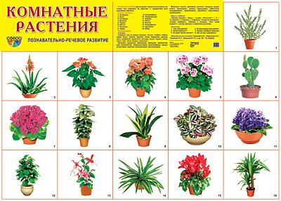 Плакат демонстрационный Комнатные растения