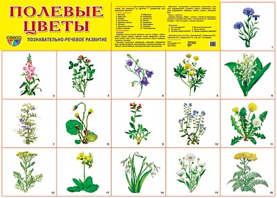 Плакат демонстрационный Полевые цветы