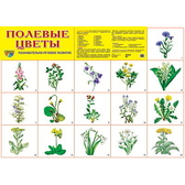 Плакат демонстрационный Полевые цветы