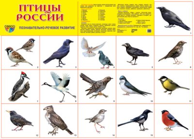 Плакат демонстрационный Птицы России