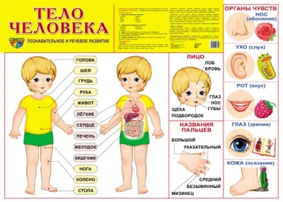 Плакат демонстрационный Тело человека