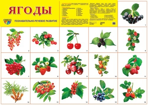 Плакат демонстрационный Ягоды