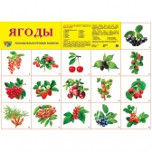 Плакат демонстрационный Ягоды