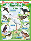 Плакат Птицы Средней полосы России (ПК4-169)